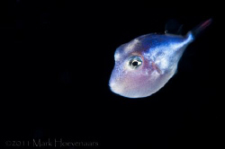 Blackwater dive off Kona, HI in 6,000 feet of water. Unkn... by Mark Hoevenaars 